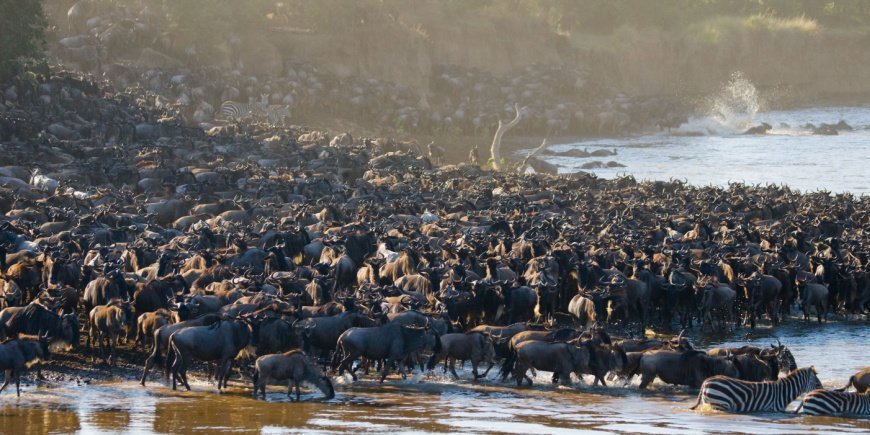 Wildebeest crossing the Mara River in Kenya