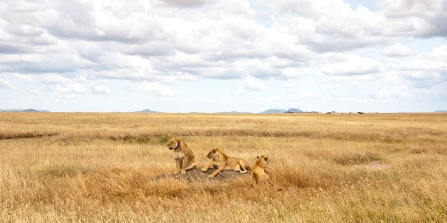 Lions on the savannah in Serengeti