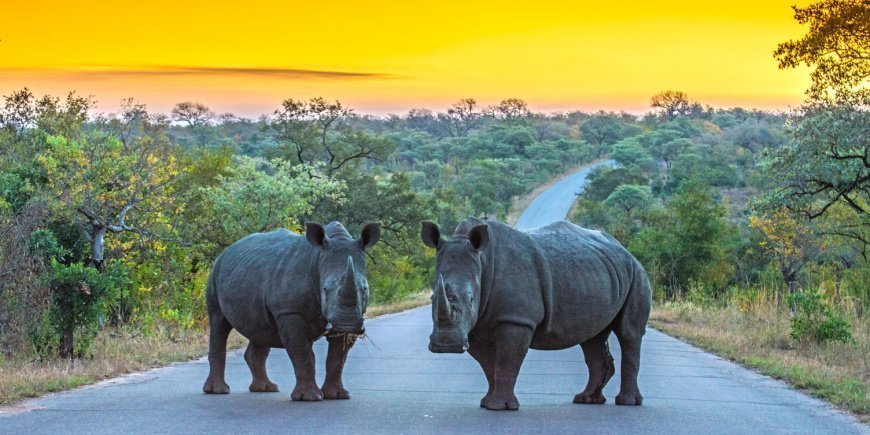 Two rhinos on the road in Kruger National Park
