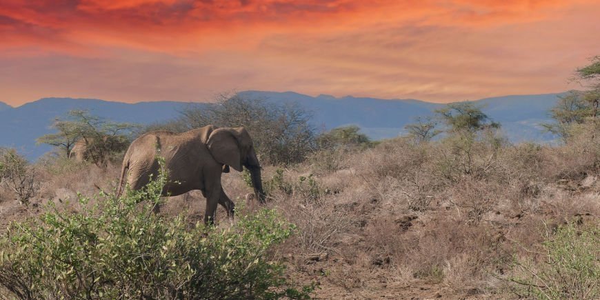 A lone elephant in Shaba