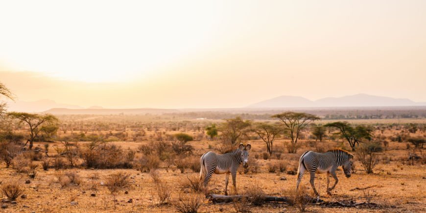 Grevy’s zebras in Samburu