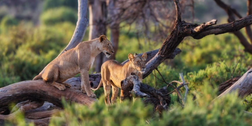 2 lions in Samburu