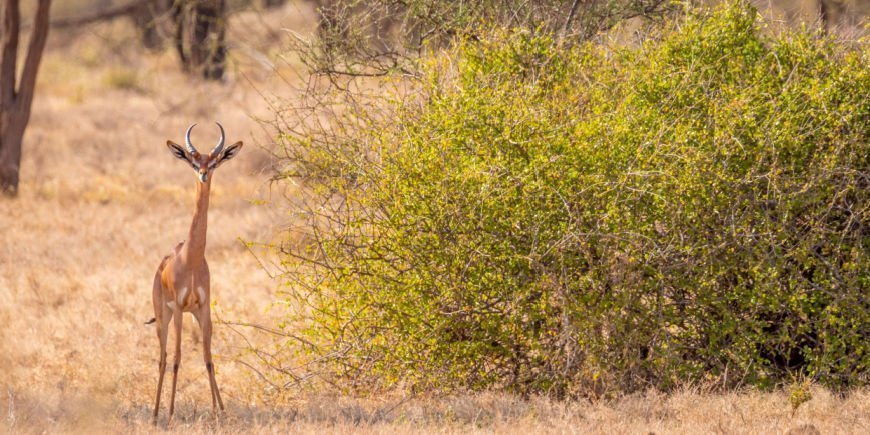 A gerenuk in Samburu