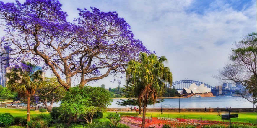 Spring blooms in Sydney 