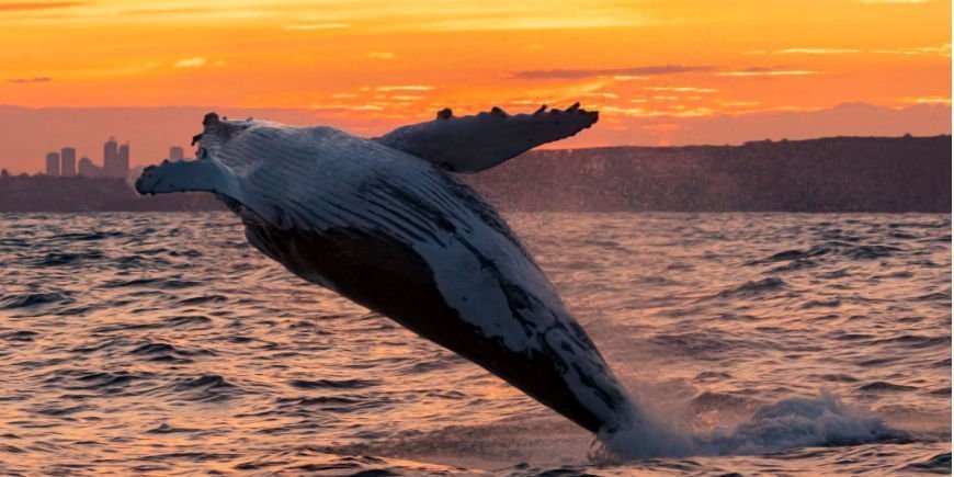 Humpback whale at sunset outside Sydney