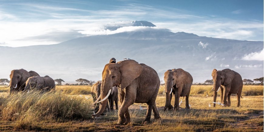 Elephants in Amboseli National Park with Kilimanjaro in the background 