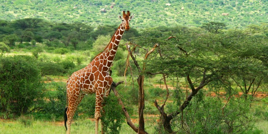 Giraffe in Samburu’s verdant landscapes 