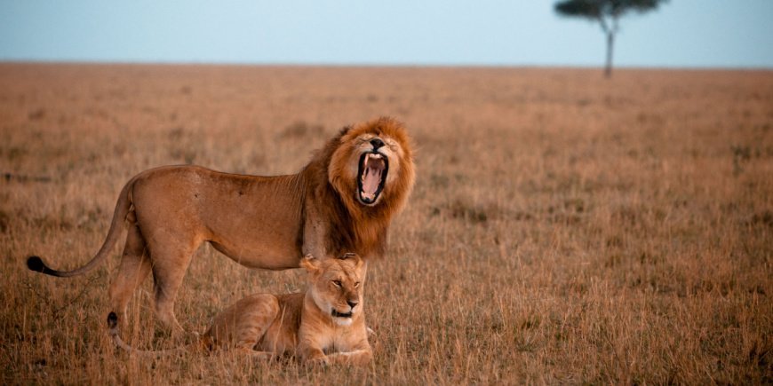 Lions and lionesses in Masai Mara, Kenya
