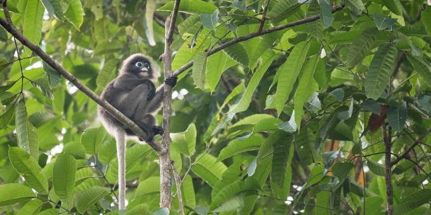 Spectacled Langur Monkey, Khao Sok National Park, Thailand.