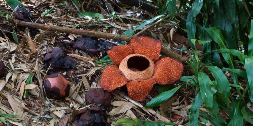 Rafflesia, well known as the “World's Largest Flower”