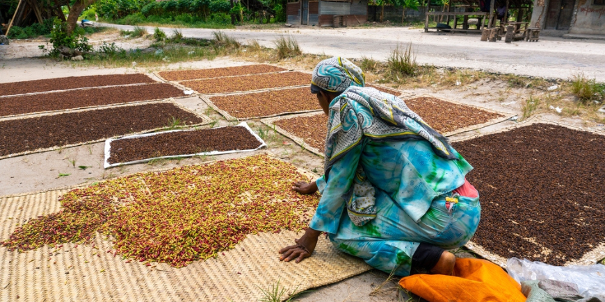 Lady in local village sorting through spices 