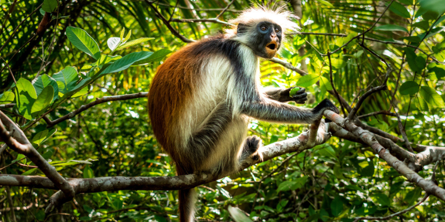 Red colobus monkey at Jozani Forest in Zanzibar 