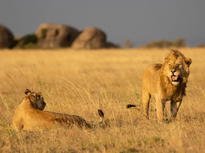 Serengeti safari holidays