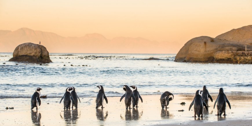 Penguins at Boulders Beach in Cape Town