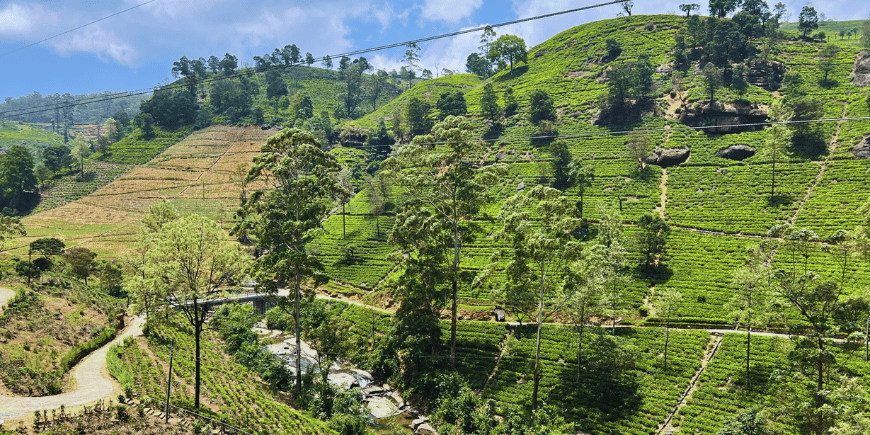 tea plantation in sri lanka