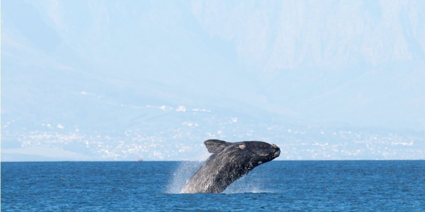 Whale breaching the surface in False Bay, Cape Town, South Africa