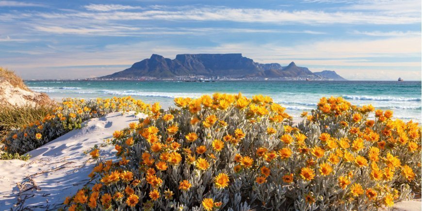Spring flowers in front of Table Mountain, Cape Town