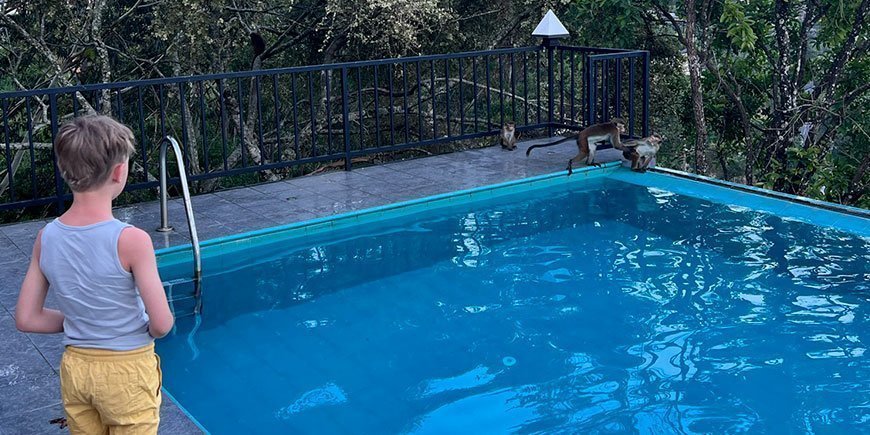 Boy looking at monkeys by the pool