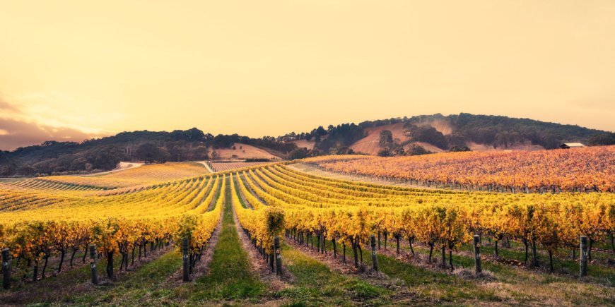 australian wineyards