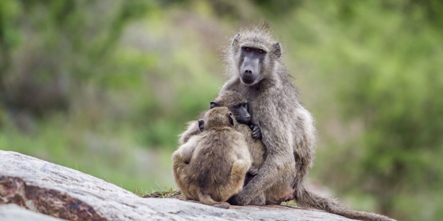 Baboon and baby in Kruger
