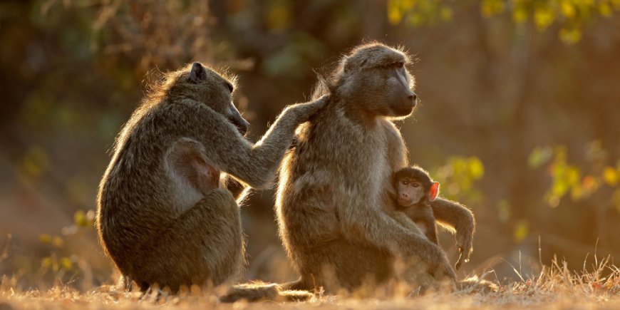 vavoon family in Kruger in South Africa