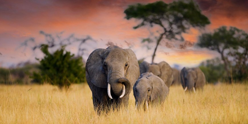 Elephant and baby in Tanzania