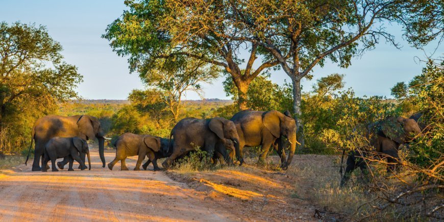 Elephants on a dirt road in Kruger National Park