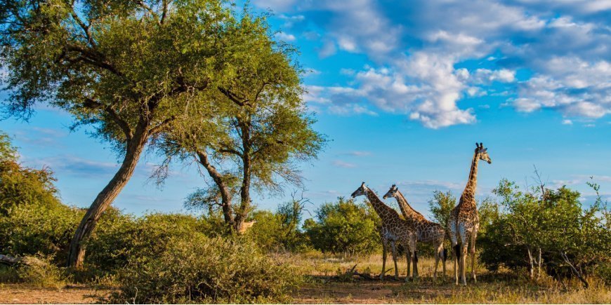Group of giraffes in Kruger National Park