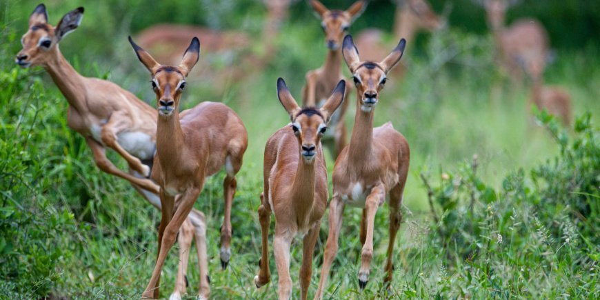 Group of impalas in South Africa