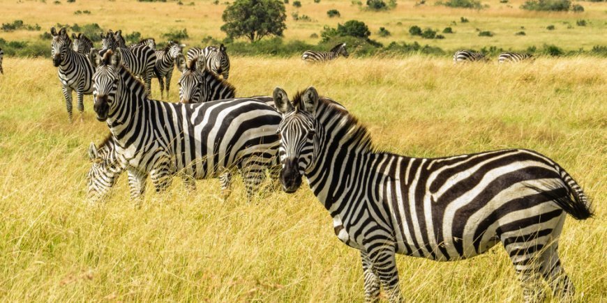 Group of zebras in the Masai Mara