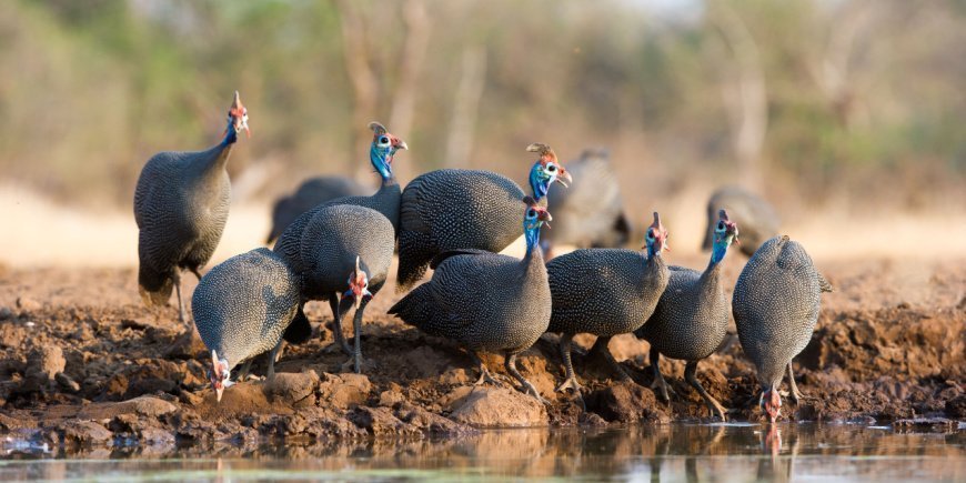 Guinea fowl in Botswana