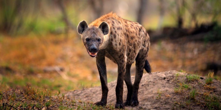 Spotted hyena in Botswana