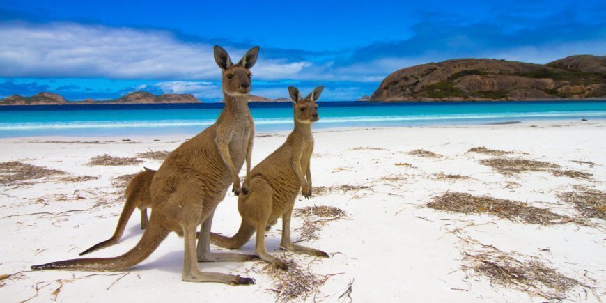 2 kangaroos on the beach on Kangaroo Island 