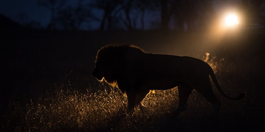 Lion walking in the dark in the Greater Kruger area
