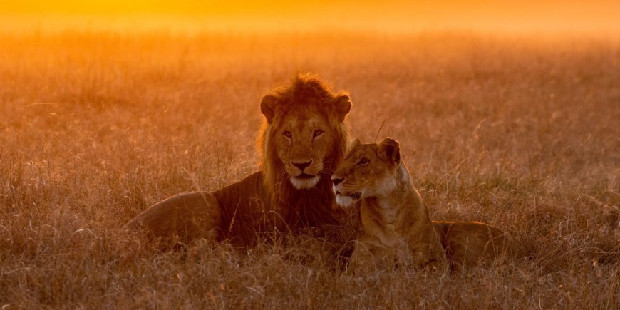 Lions in the Masai Mara