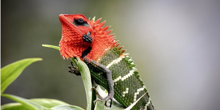 A red/green lizard in the Sinharaja Rainforest in Sri Lanka 