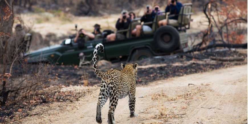 Leopard in Sabi Sands Game Reserve