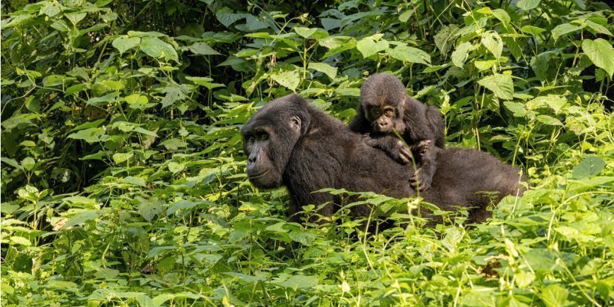 Two gorillas in Bwindi, Uganda