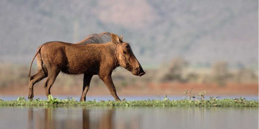 Warthog in South Africa