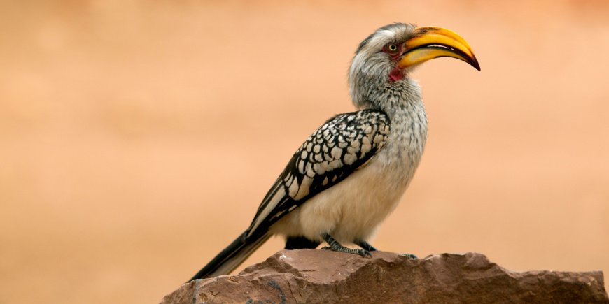 Hornbill in Kruger