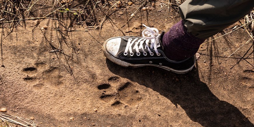 animal tracks in the sand