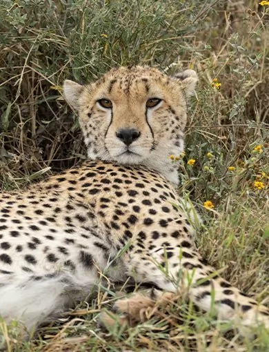 Animal welfare, all countries