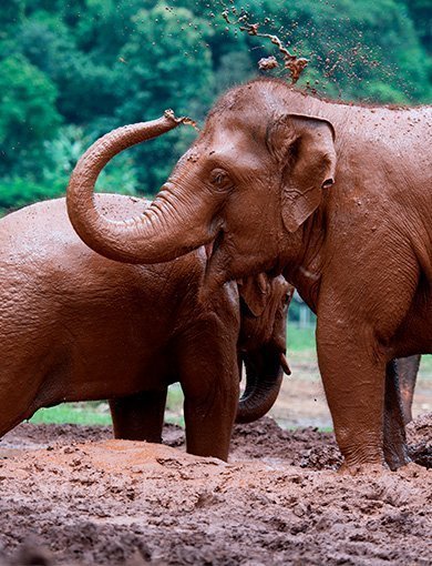 The elephants of ChangChill, Thailand