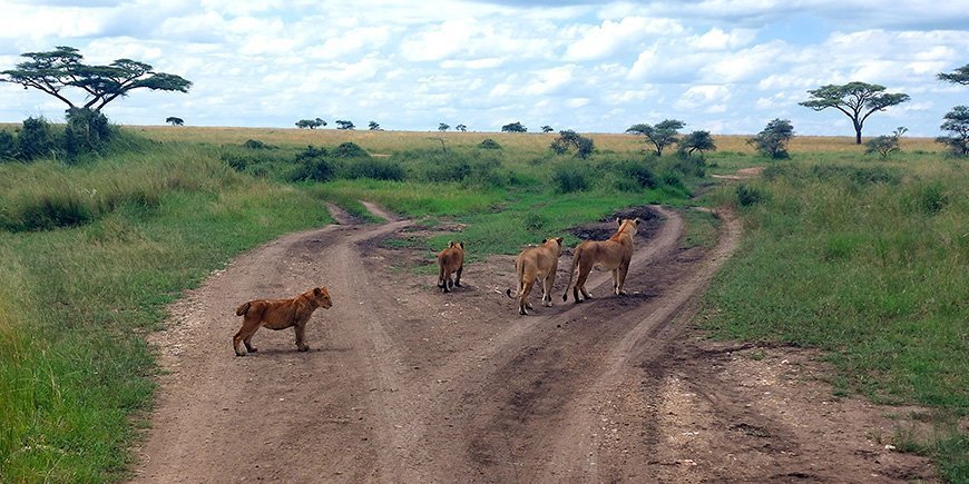 A pride of lionesses and cubs looking at something in the distance