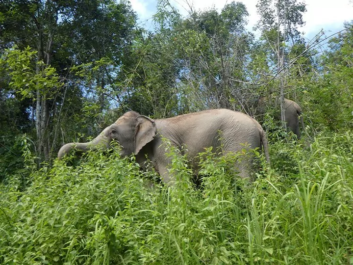 The elephants of ChangChill, Thailand