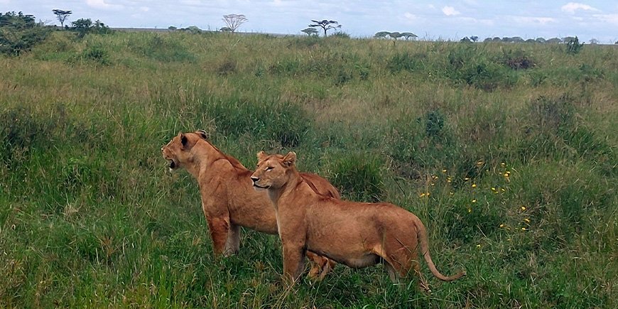 Lionesses catching sight of something in the distance