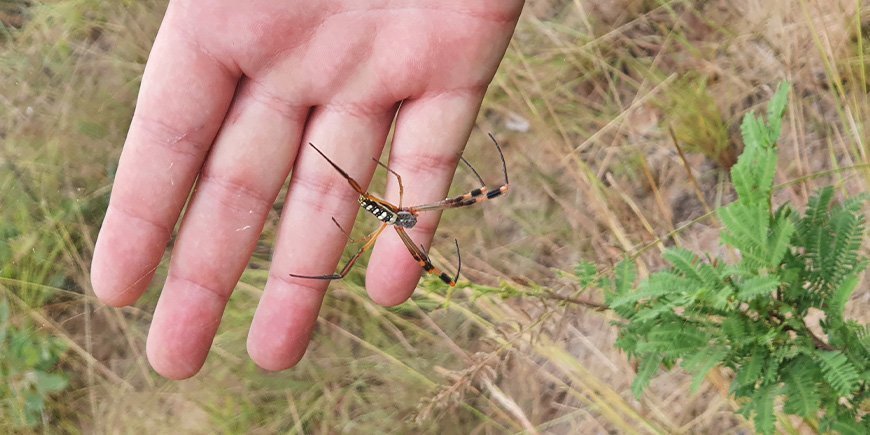 Person standing with spider in hand