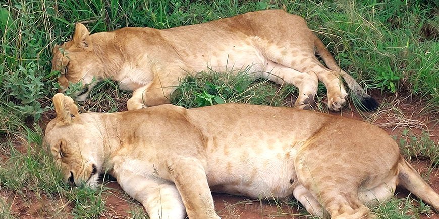 Two lionesses sleeping in the grass 