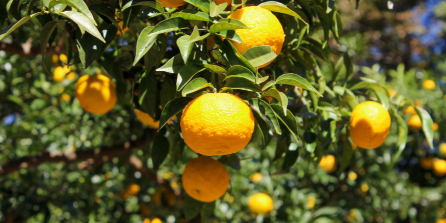 Yuzu tree with ripe fruit 