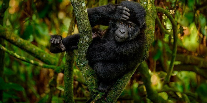 Baby gorilla in Bwindi Impenetrable National Park in Uganda